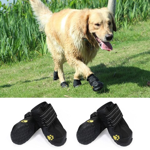 dog shoes online